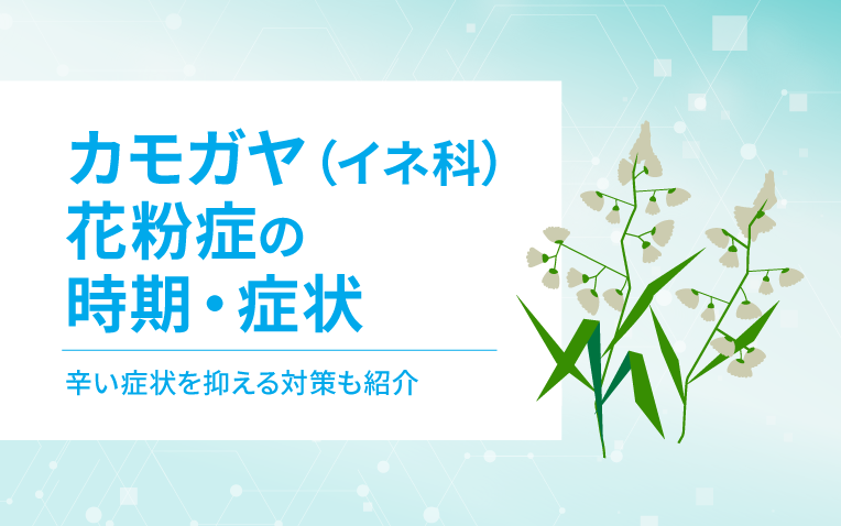 カモガヤ（イネ科）花粉症の時期・症状。辛い症状を抑える対策も紹介