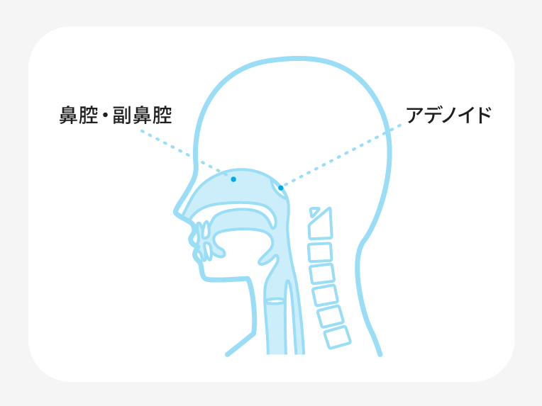 副鼻腔・アデノイドの位置